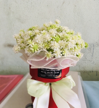 Bó baby nở cực rẻ chỉ 39k cho học sinh tặng cô và bạn bè nhân ngày 20/10