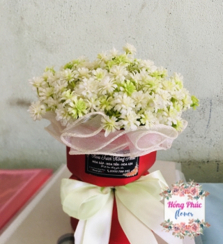 Bó baby nở cực rẻ chỉ 39k cho học sinh tặng cô và bạn bè nhân ngày 20/10