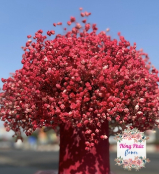 Hộp hoa baby đỏ hồng rực rỡ sang chảnh tặng sinh Nhật , khai trương