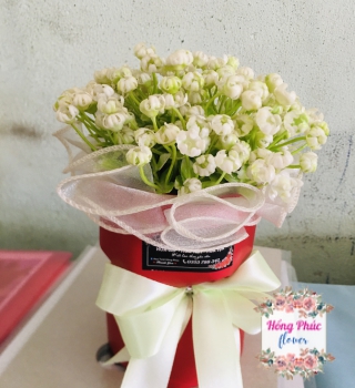 Bó baby chỉ 39k cực rẻ phù hợp cho mọi đối tượng nhân ngày phụ nữ 