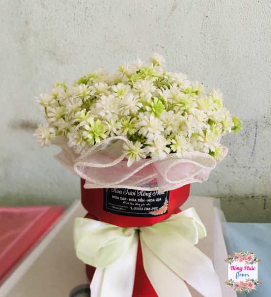 Bó baby nở cực rẻ chỉ 39k cho học sinh tặng cô và bạn bè nhân ngày 20/10