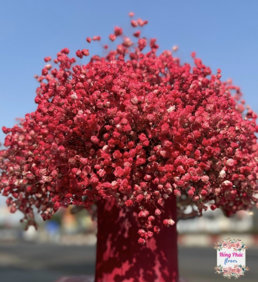 Hộp hoa baby đỏ hồng rực rỡ sang chảnh tặng sinh Nhật , khai trương