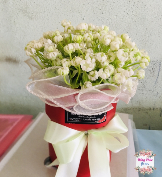 Bó baby chỉ 39k cực rẻ phù hợp cho mọi đối tượng nhân ngày phụ nữ